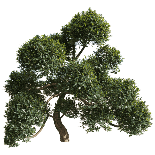 Phillyrea latifolia枝繁叶茂的总序桂花树3D模型（OBJ,FBX,MAX）