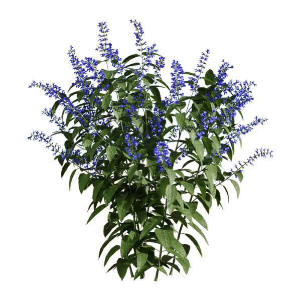 Salvia Guarantica开满紫色花朵的燕雀草 深蓝鼠尾草3D模型（OBJ,FBX,MAX）