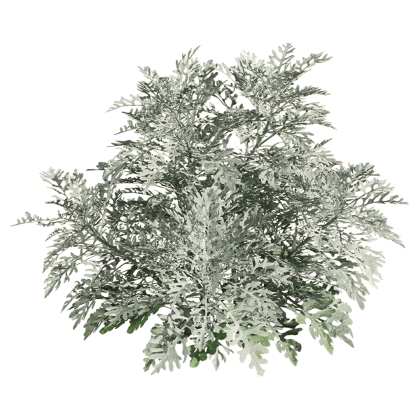 Jacobaea Maritima银叶菊植物3D模型（OBJ,FBX,MAX）