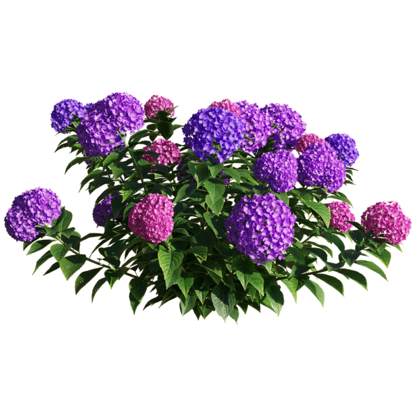 Hydrangea macrophylla紫色绣球花丛3D模型（OBJ,FBX,MAX）
