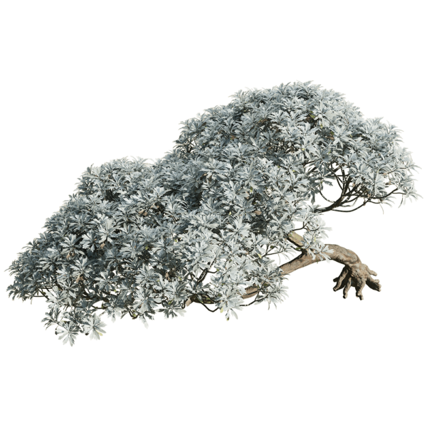 Crossostephium chinense树干弯曲的芙蓉菊景观树3D模型（OBJ,FBX,MAX）