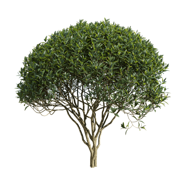 Phillyrea angustifolia枝繁叶茂的狭叶总序桂树3D模型（OBJ,FBX,MAX）