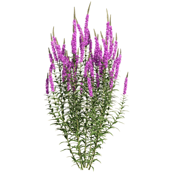 开紫色花朵的千屈菜 水柳植物花丛3D模型（OBJ,FBX,MAX）