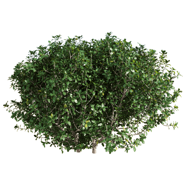Quercus coccifera胭脂虫栎树 绿植灌木3D模型（OBJ,FBX,MAX）