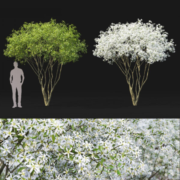 2棵3.6米高的Amelanchier唐棣树3D模型（OBJ,MAX）