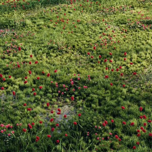 开红色花朵 有小水坑的草地3D模型（FBX,MAX）