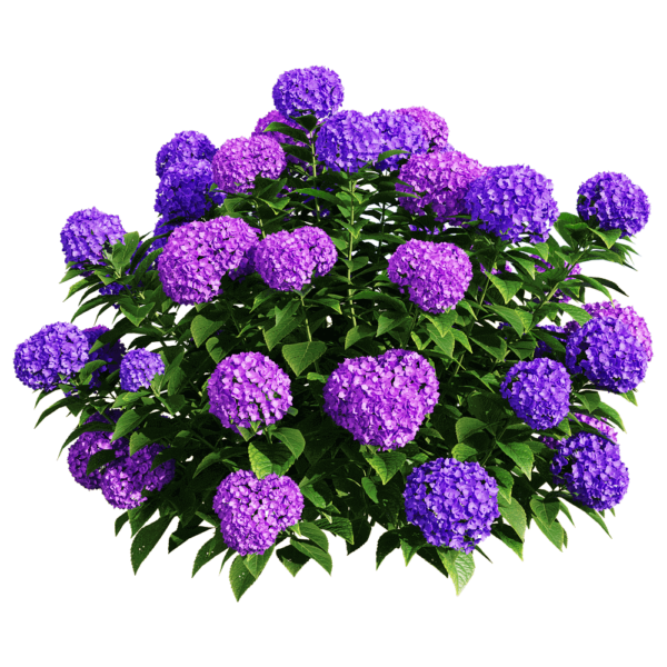 Hydrangea macrophylla紫色绣球花从3D模型（OBJ,FBX,MAX）
