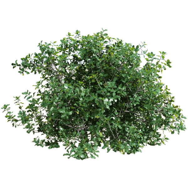 Quercus coccifera胭脂虫栎树 绿植灌木3D模型（OBJ,FBX,MAX）