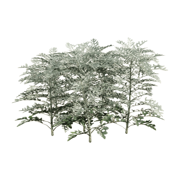 Jacobaea Maritima银叶菊植物3D模型（OBJ,FBX,MAX）
