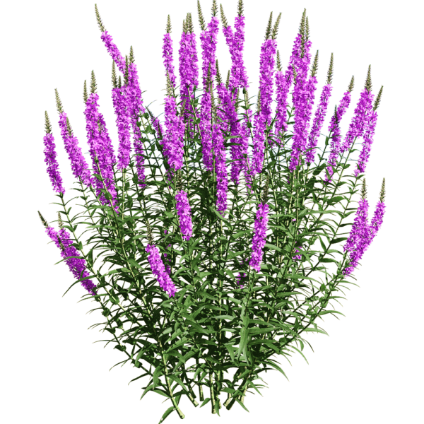 开紫色花朵的千屈菜 水柳植物花丛3D模型（OBJ,FBX,MAX）