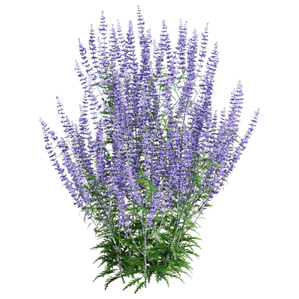 Perovskia atriplicifolia紫色滨藜叶分药花花丛3D模型（OBJ,FBX,MAX）
