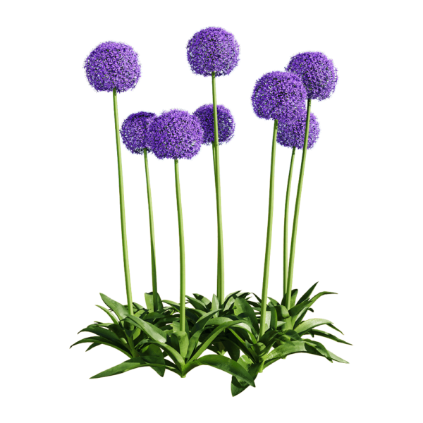 Allium giganteum大花葱植物3D模型（OBJ,FBX,MAX）