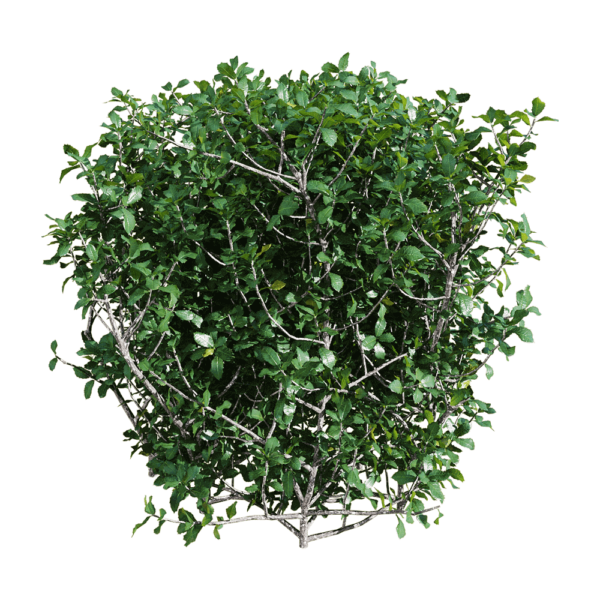 Quercus coccifera胭脂虫栎树 绿植树篱3D模型（OBJ,FBX,MAX）