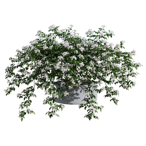 Rosa Cymosa开满白色花朵的小果蔷薇盆景3D模型（OBJ,FBX,MAX）