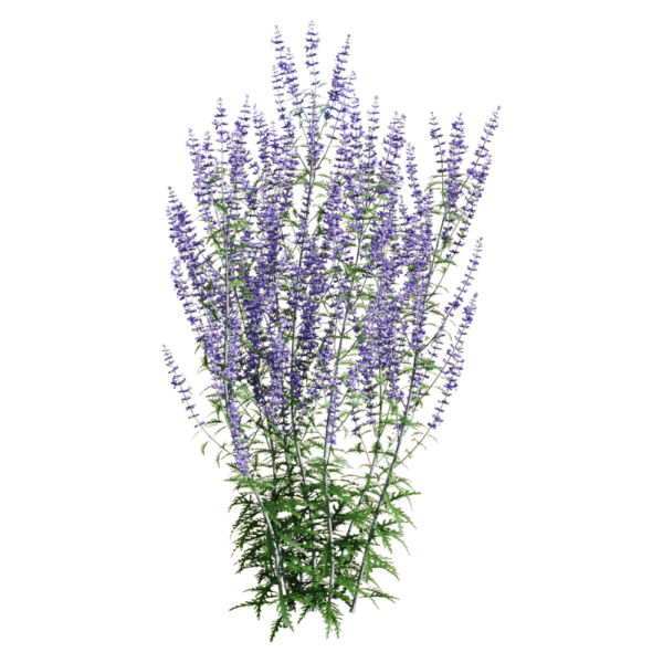 Perovskia atriplicifolia紫色滨藜叶分药花花丛3D模型（OBJ,FBX,MAX）