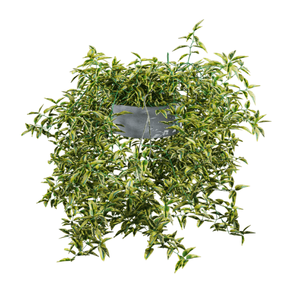 花叶素馨叶白英 白星茄绿植盆景3D模型（OBJ,FBX,MAX）