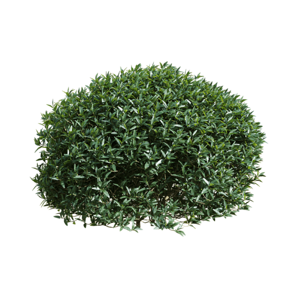 Phillyrea angustifolia狭叶总序桂树 灌木3D模型（OBJ,FBX,MAX）