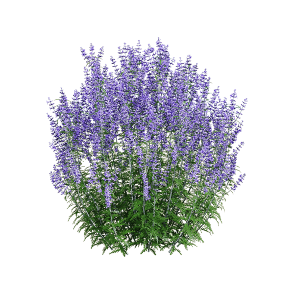 Perovskia atriplicifolia紫色滨藜叶分药花花丛3D模型（OBJ,FBX,MAX）