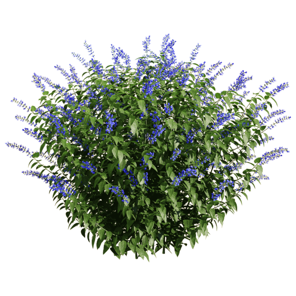 Salvia Guarantica开满紫色花朵的燕雀草 深蓝鼠尾草3D模型（OBJ,FBX,MAX）