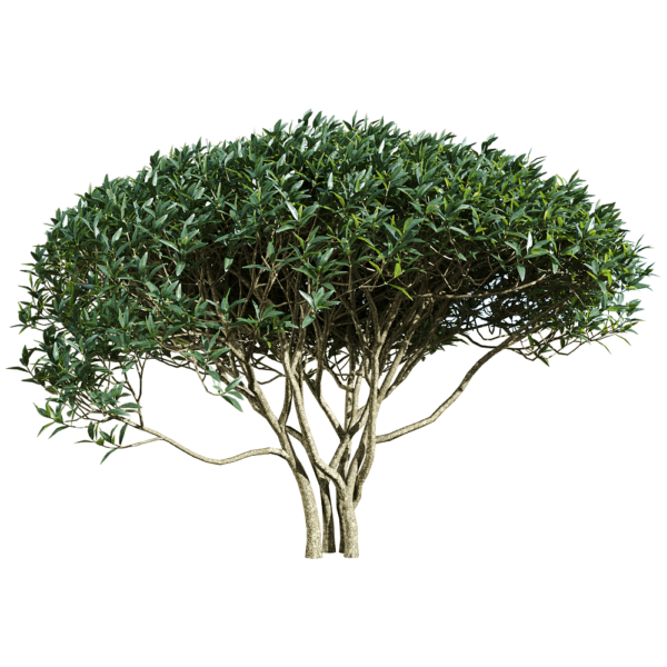 Phillyrea angustifolia茂盛的狭叶总序桂树3D模型（OBJ,FBX,MAX）