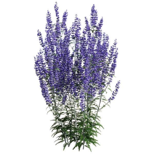 Perovskia atriplicifolia紫色滨藜叶分药花花丛3D模型（OBJ,FBX,MAX）