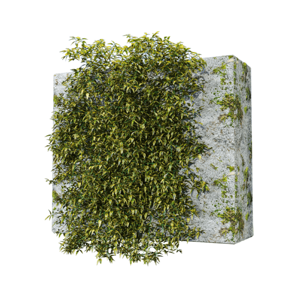 Solanum jasminoides variegata石墙上的花叶素馨叶白英植物3D模型（OBJ,FBX,MAX）