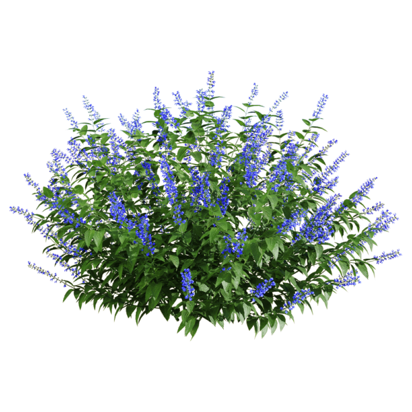 Salvia Guarantica开满紫色花朵的燕雀草 深蓝鼠尾草3D模型（OBJ,FBX,MAX）