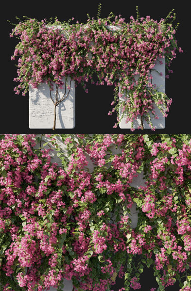 攀爬在墙壁上开满粉色花朵的九重葛 三角梅3D模型（OBJ,MAX）