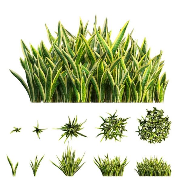 5种形态的虎尾兰植物3D模型（OBJ,MAX）