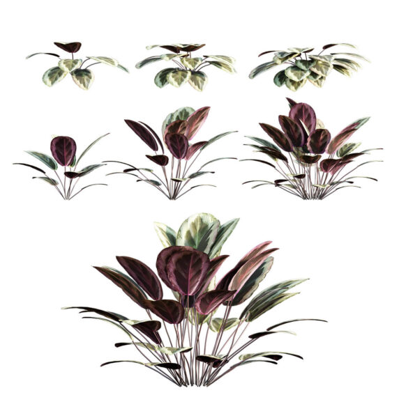 Calathea Medallion夜天使竹芋3D模型（OBJ,MAX）