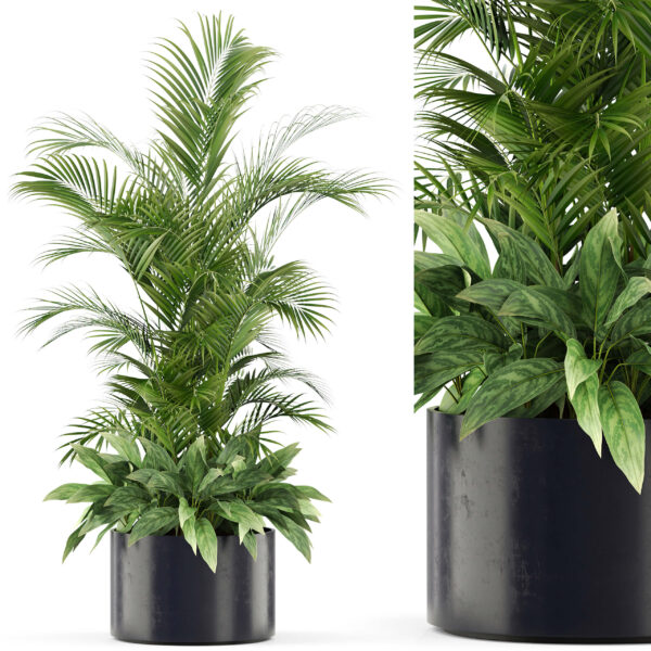 黑色花盆中的棕榈植物盆景3D模型（FBX,MAX）