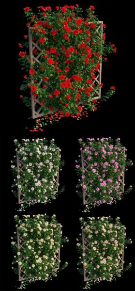 木架上开满花朵的攀爬玫瑰植物3D模型（OBJ,MAX）