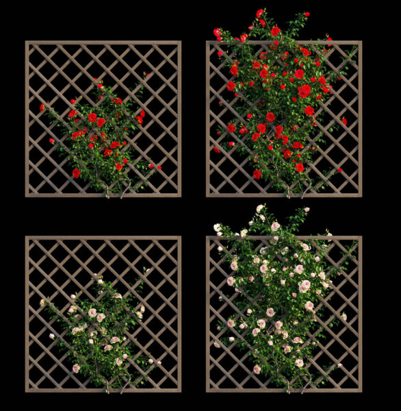 木架上的玫瑰花丛3D模型（OBJ,FBX,MAX）