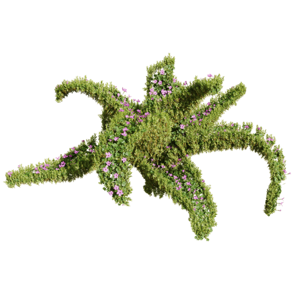 Oxalis corymbosa开满红色花朵的酢浆草 植物景观3D模型（OBJ,FBX,MAX）