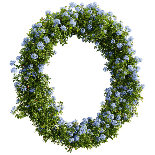 环形蓝雪花植物景观 开满蓝色花朵的蓝雪花花丛3D模型（OBJ,FBX,MAX）