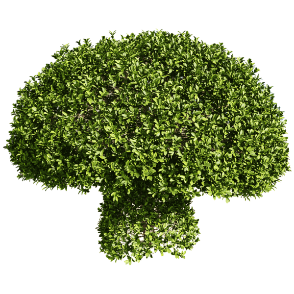 茂盛的Ficus concinna雅榕树3D模型（OBJ,FBX,MAX）