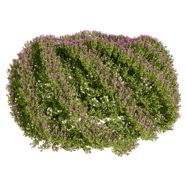 开满花朵的萼距花 紫花满天星植物景观3D模型（OBJ,FBX,MAX）