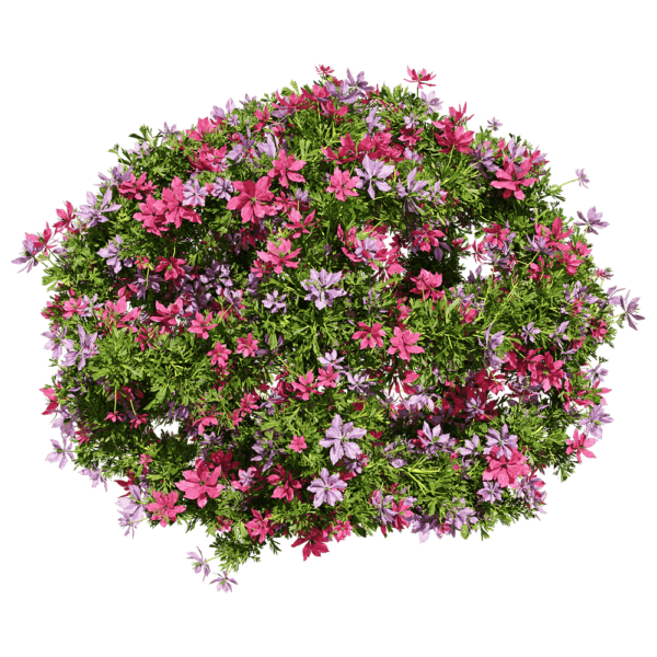 开满花朵的球形黑种草植物景观3D模型（OBJ,FBX,MAX）