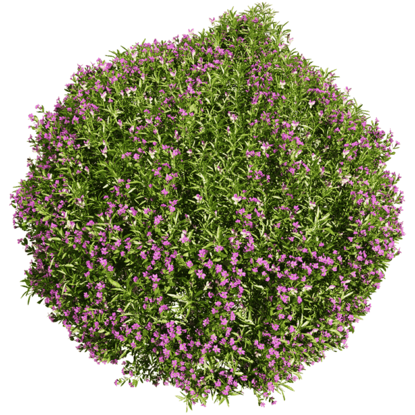 开满花朵的圆形Viola tricolor三色堇植物景观3D模型（OBJ,FBX,MAX）