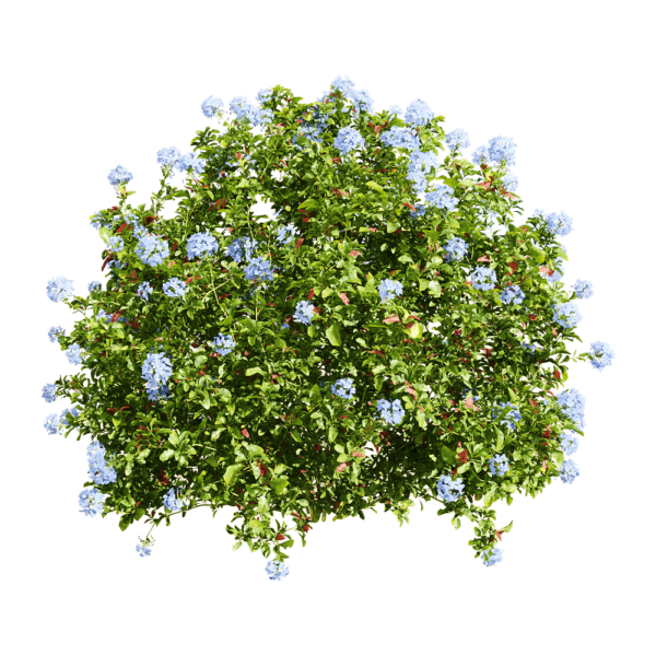 开蓝色花朵的蓝雪花花丛3D模型（OBJ,FBX,MAX）