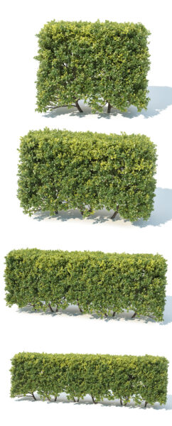 Buxus Sempervirens黄杨绿植树篱3D模型（OBJ,MAX）