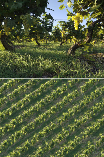 葡萄园3D模型（MAX）