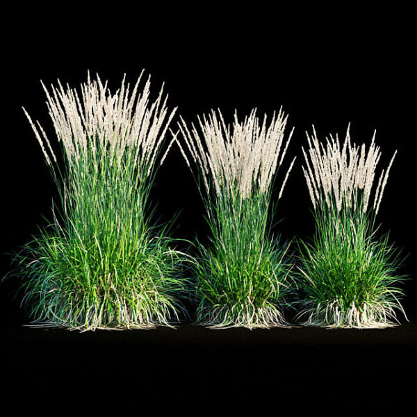 芦苇草 观赏草3D模型（FBX,MAX）