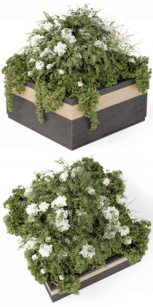 户外方形花坛 开白色花朵的户外植物景观3D模型（MAX）