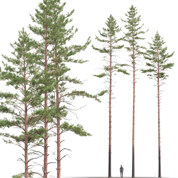 22-25.5m高的松树3D模型（FBX,MAX）