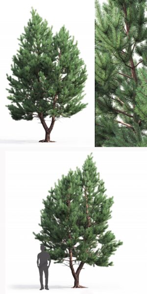 一棵5.8米高的Pinus Sylvestris欧洲赤松树 樟子松树3D模型（FBX,MAX）