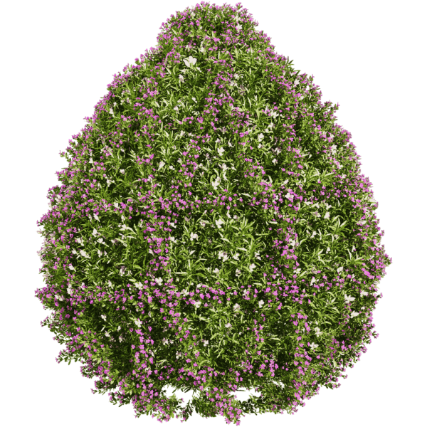 开满花朵的三色堇植物景观3D模型（OBJ,FBX,MAX）