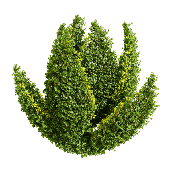 千叶兰植物景观3D模型（OBJ,FBX,MAX）