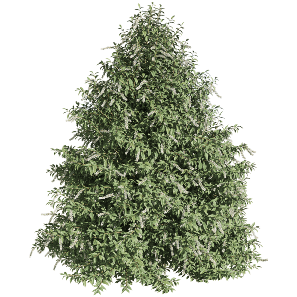 开花的葡萄牙桂樱树3D模型（OBJ,FBX,MAX）