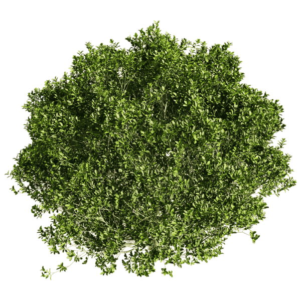 雅榕绿植灌木3D模型（OBJ,FBX,MAX）